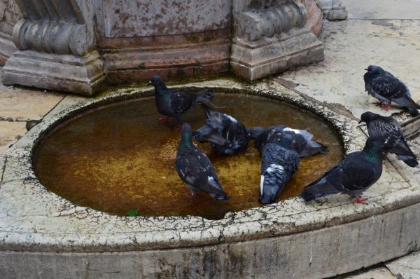 Ook duiven moeten zich soms wassen.
Keywords: Venetië duiven