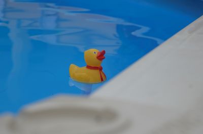 Onze trouwe zwemgenoot in het zwembad: de thermometer eend.
Keywords: zwembad eend Nagydobsza vakantie 2015 Hongarije